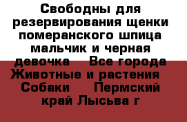 Свободны для резервирования щенки померанского шпица мальчик и черная девочка  - Все города Животные и растения » Собаки   . Пермский край,Лысьва г.